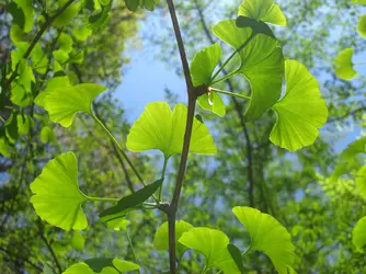 <em>Ginkgo biloba</em> - crédits : Marie Potage