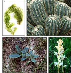 Diversité écologique des Angiospermes - crédits : Ton Bangkeaw/ Shutterstock (en haut à droite) ; Jean-Yves Dubuisson