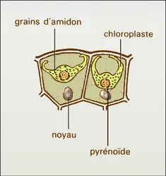 Anthocérotales : cellules du thalle - crédits : Encyclopædia Universalis France