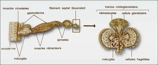 Septum - crédits : Encyclopædia Universalis France