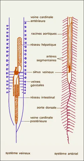 Amphioxus, système circulatoire