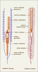 Amphioxus, système circulatoire - crédits : Encyclopædia Universalis France