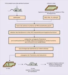 Hybridomes - crédits : Encyclopædia Universalis France