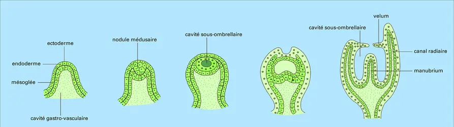 Méduse de Bougainvillea ramosa : développement - crédits : Encyclopædia Universalis France