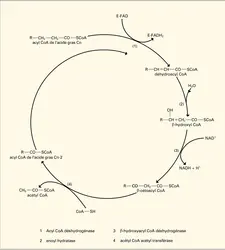 Acide gras : bêta-oxydation - crédits : Encyclopædia Universalis France