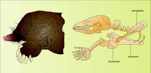 Taupe : adaptation à la vie souterraine - crédits : Encyclopædia Universalis France