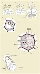 Galle bactérienne : nodules symbiotiques dus à <it>Rhizobium</it> - crédits : Encyclopædia Universalis France