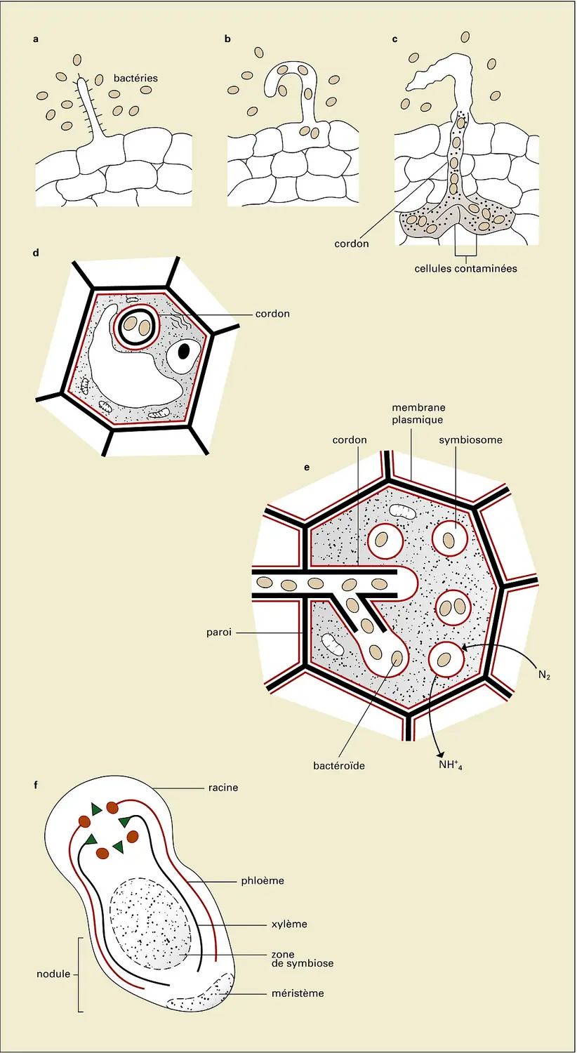 Galle bactérienne : nodules symbiotiques dus à <it>Rhizobium</it>