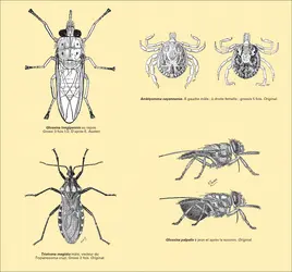 Insectes transmettant des maladies à vecteurs - crédits : Encyclopædia Universalis France