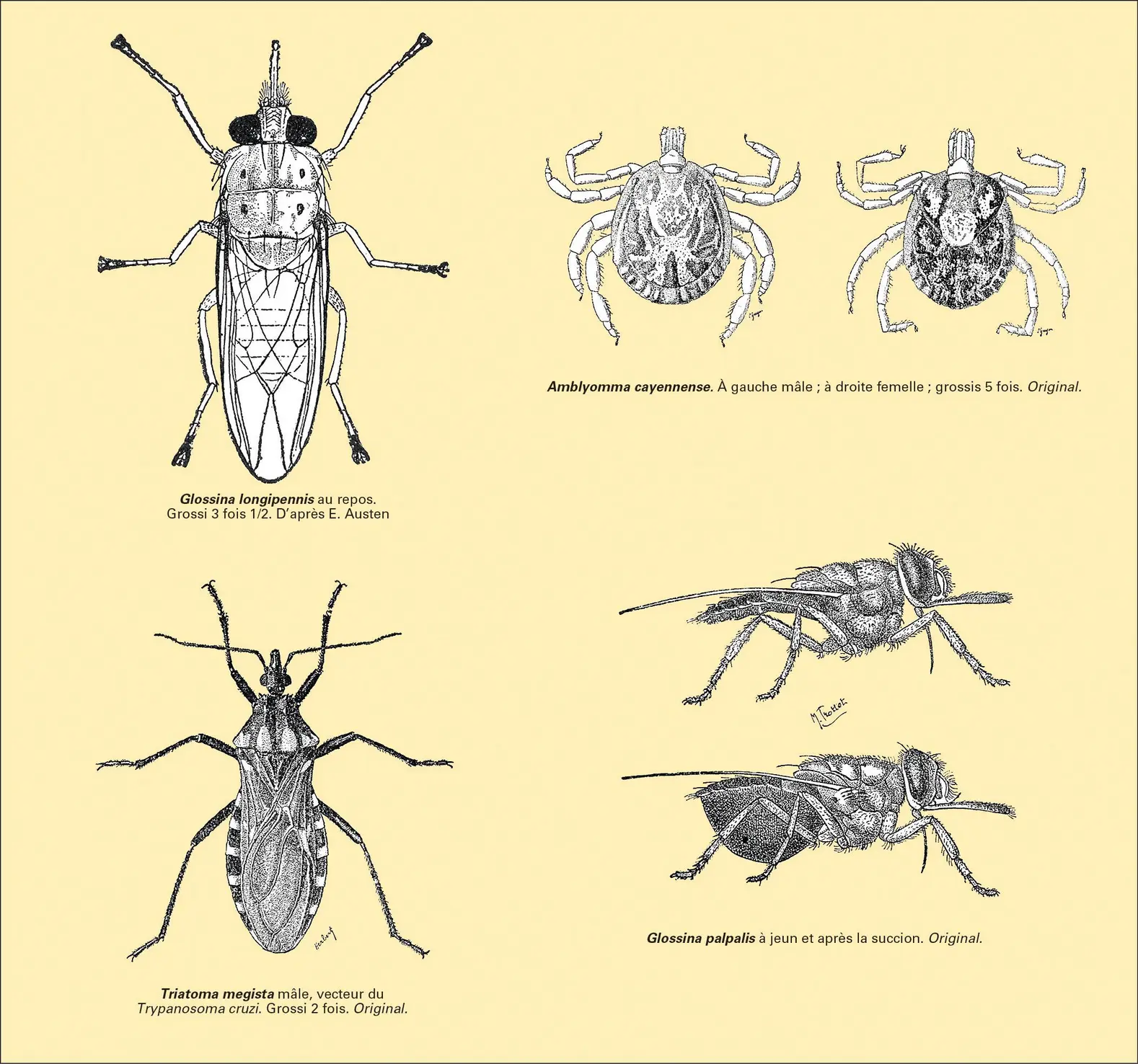 Insectes transmettant des maladies à vecteurs