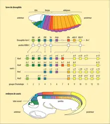 Nomenclature et expression des gènes homéotiques chez la drosophile et chez la souris - crédits : Encyclopædia Universalis France