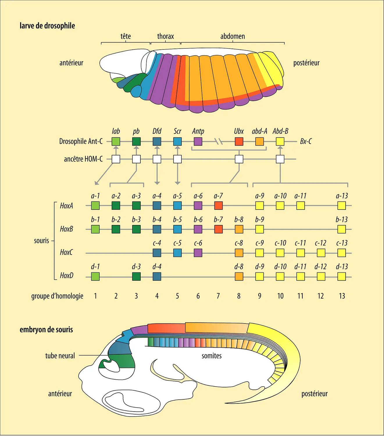 Nomenclature et expression des gènes homéotiques chez la drosophile et chez la souris