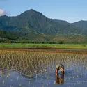 Récolte de taro à Hawaii - crédits : G. Sioen/ De Agostini/ Getty Images