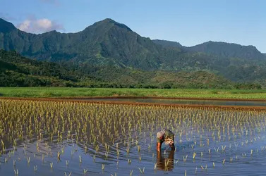 Récolte de taro à Hawaii - crédits : G. Sioen/ De Agostini/ Getty Images