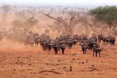 Buffles d'Afrique - crédits : Wa van den Noort/ Shutterstock