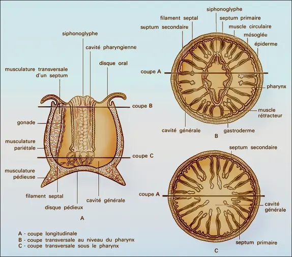 Actinie (anatomie)