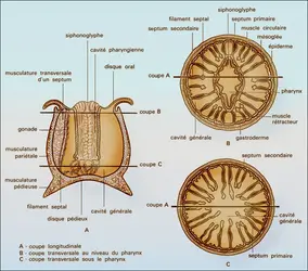 Actinie (anatomie) - crédits : Encyclopædia Universalis France