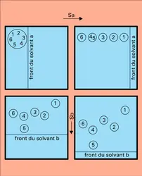 Chromatographie sur papier - crédits : Encyclopædia Universalis France