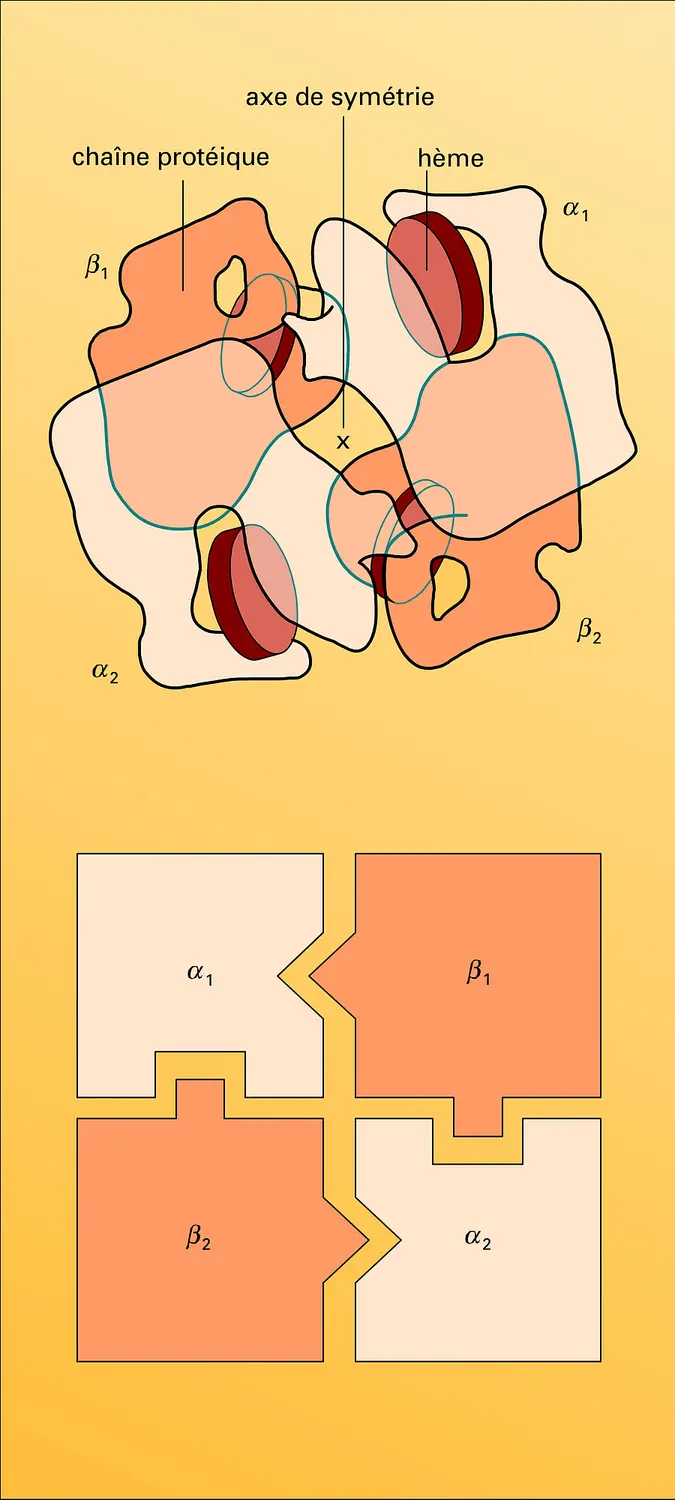 Hémoglobine : structure quaternaire