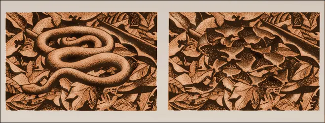 Camouflage du corps d'un serpent - crédits : Encyclopædia Universalis France