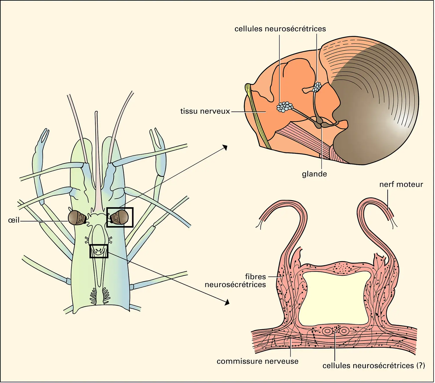 Crevette : tête et organes neurosécréteurs
