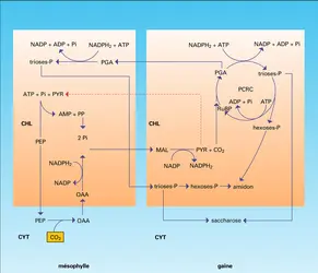 Cycles des métabolites - crédits : Encyclopædia Universalis France