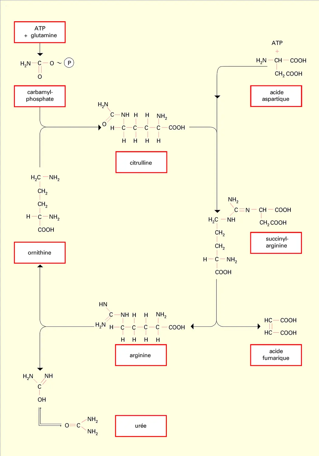 Uréogenèse : cycle