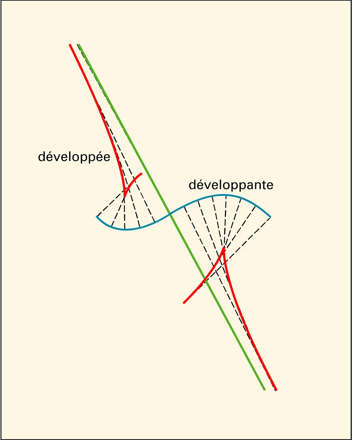 Développée d'une courbe