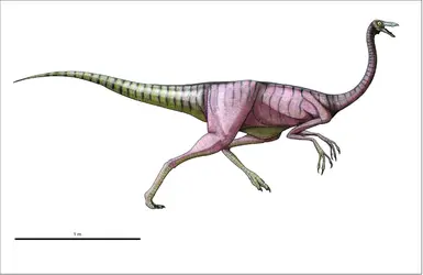 Ornithomimus - crédits : Encyclopædia Universalis France