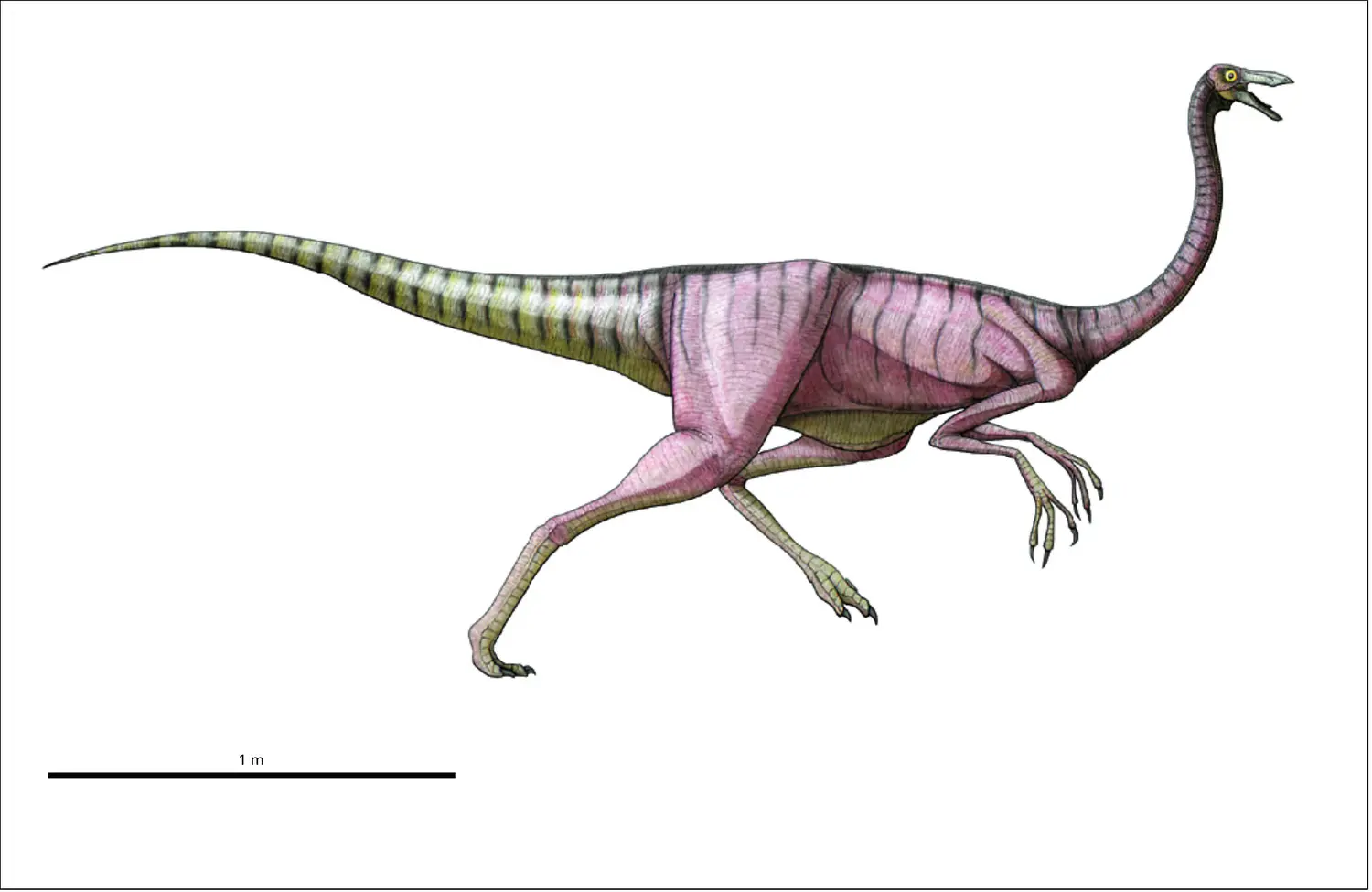 Ornithomimus