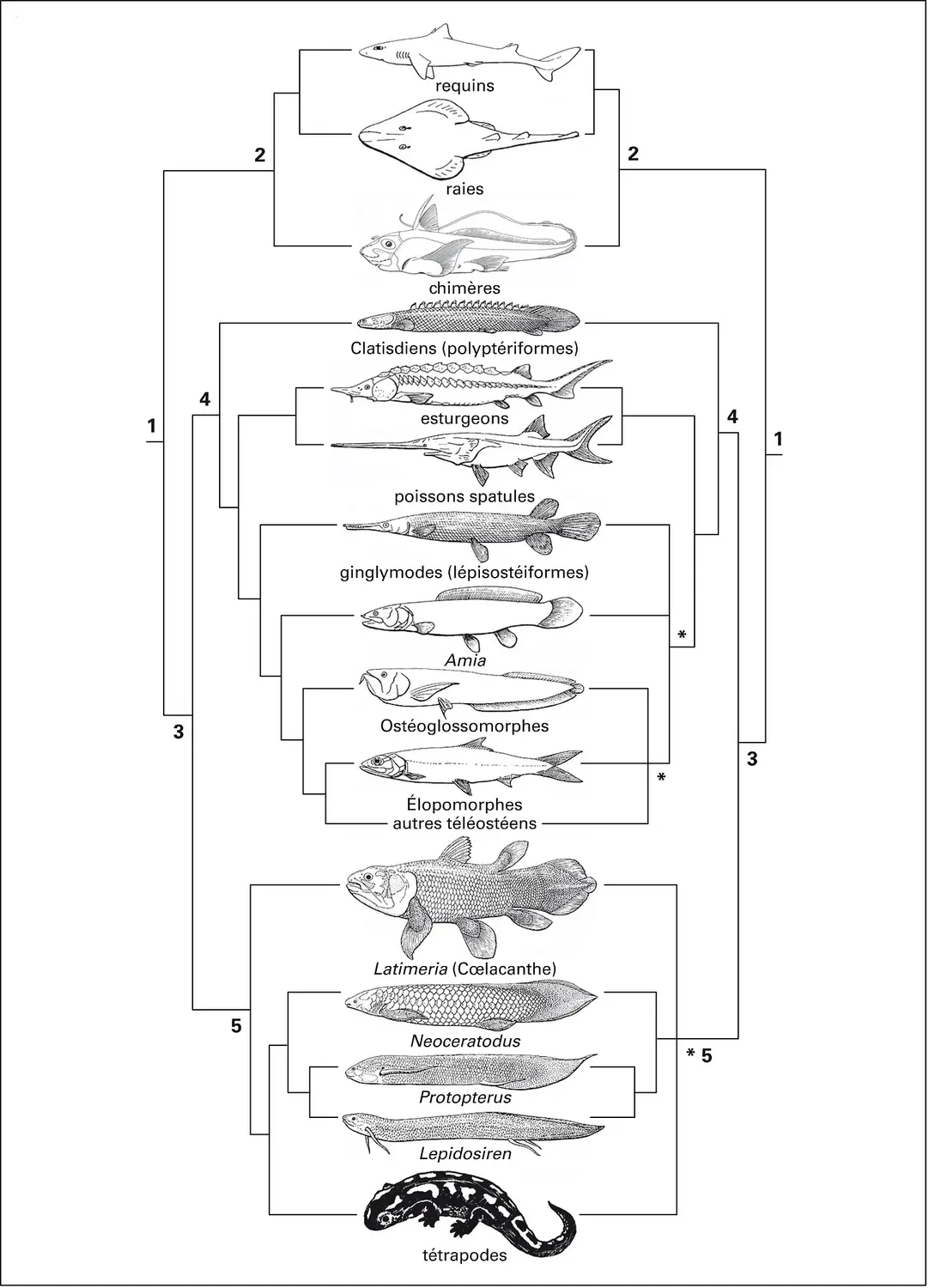 Gnathostomes : relations phylogénétiques