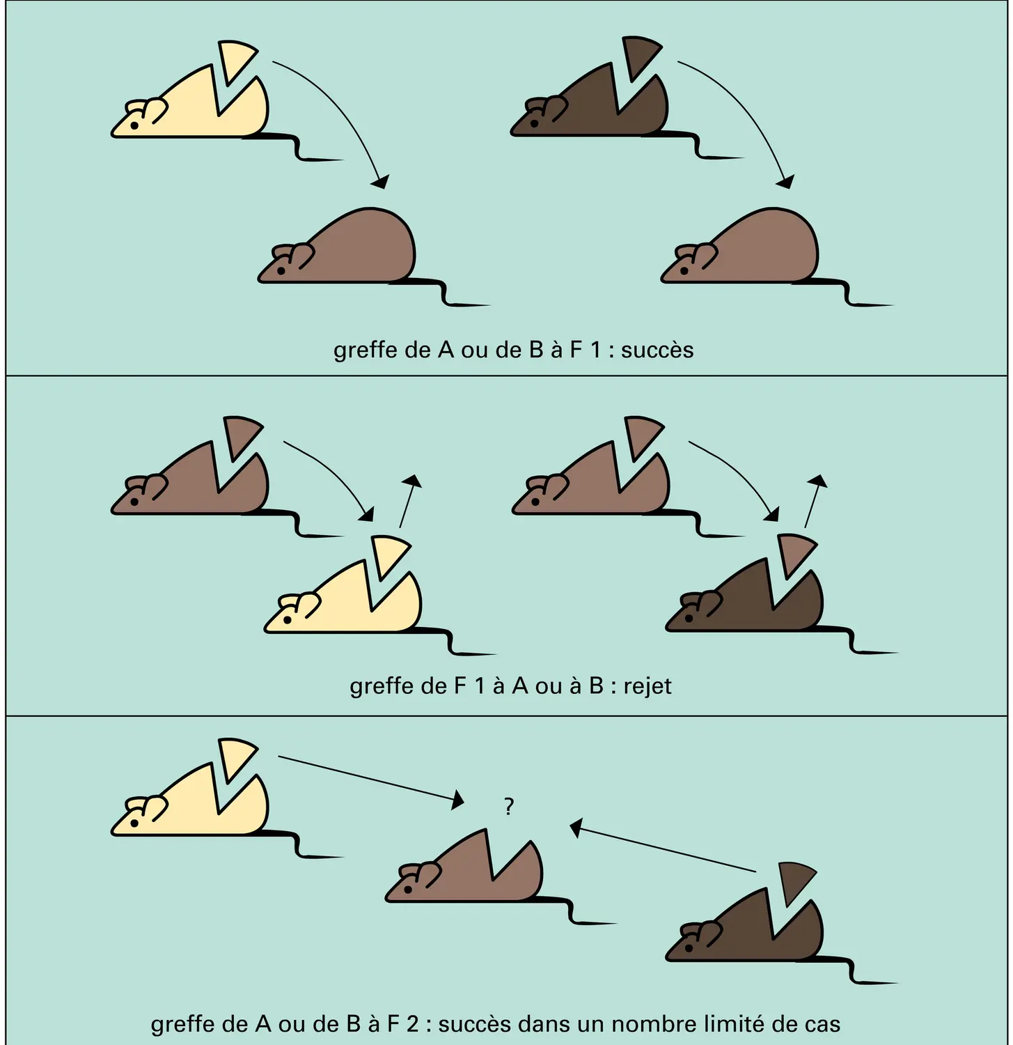 Greffon : acceptation et rejet - vue 2