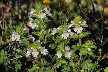 Euphraise officinale - crédits : Joerg Hemmer/ Zoonar GMBH LBRF/ Age Fotostock