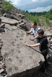 Traces de pas de tétrapodes (site de Zalchelmie, Pologne) - crédits : M. Hodbod/ Polish Geological Institute