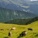 Vaches en pâture dans les Alpes - crédits : DigitalHand Studio/ Shutterstock