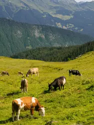 Vaches en pâture dans les Alpes - crédits : DigitalHand Studio/ Shutterstock