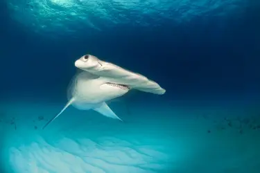 Requin-marteau - crédits : Extreme-Photographer/ getty Images