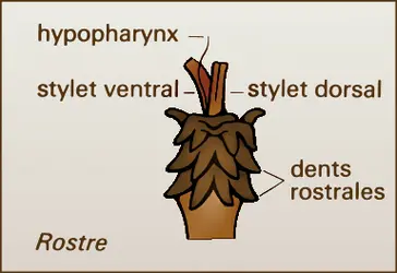 Rostre - crédits : Encyclopædia Universalis France