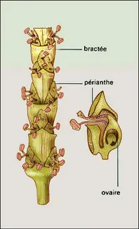 Salicorne, fleur