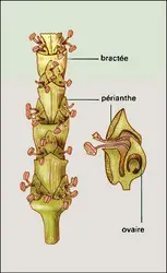 Salicorne, fleur - crédits : Encyclopædia Universalis France