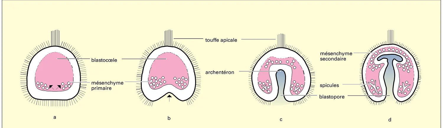 Gastrulation chez l'oursin