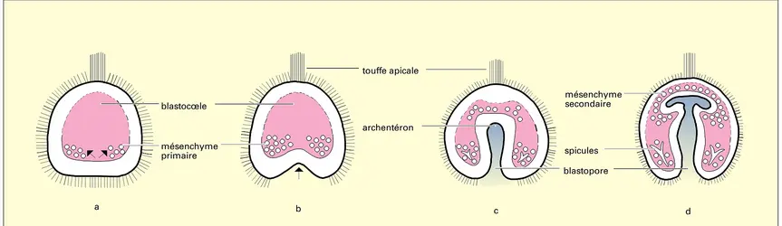 Gastrulation chez l'oursin - crédits : Encyclopædia Universalis France