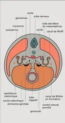 Gonades : stade initial - crédits : Encyclopædia Universalis France