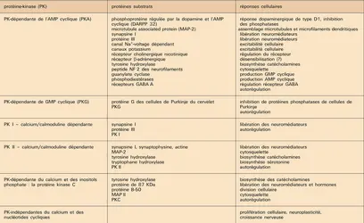 Cerveau : protéines-kinases - crédits : Encyclopædia Universalis France