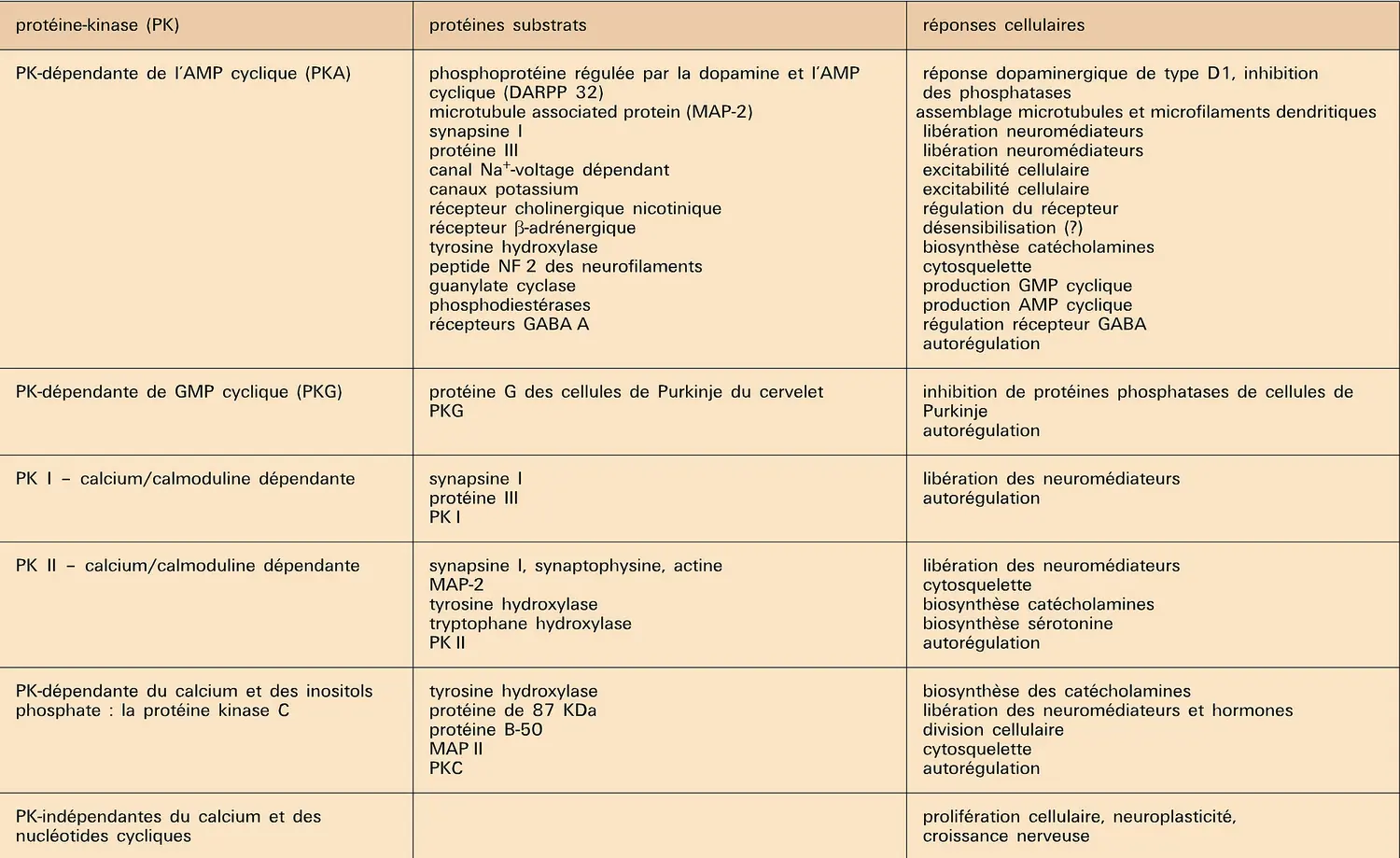 Cerveau : protéines-kinases