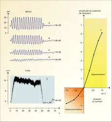 Potentiel de récepteur d'une cellule du canal cochléaire - crédits : Encyclopædia Universalis France