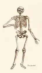 Squelette humain (côté ventral) - crédits : D.R./ Aldus Books London