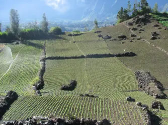 Cultures des lentilles de Cilaos, île de la Réunion - crédits : M. Lachenal