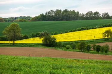 Champ de colza
 - crédits : E. von Rabenstein/ Shutterstock