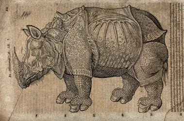 
			Le rhinocéros d’après Albrecht Dürer
		 - crédits : Wellcome Library, London